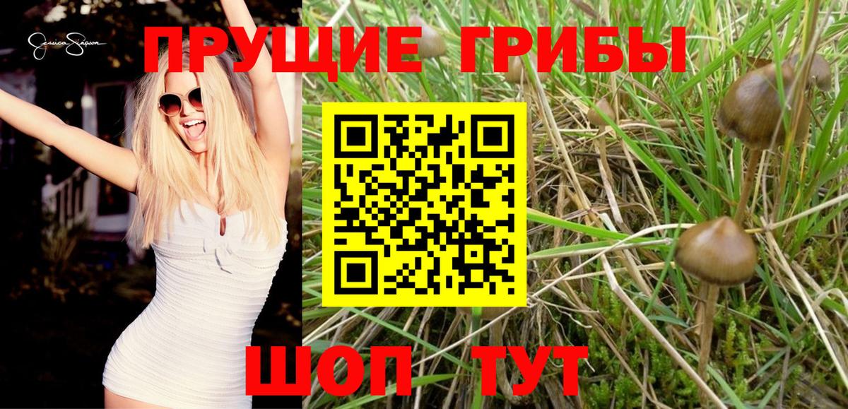 Псилоцибиновые грибы Psilocybe Жуковский